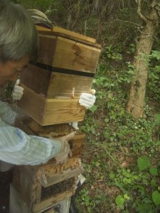 ニホンミツバチ採蜜