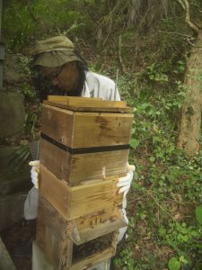 ニホンミツバチ重箱式巣箱