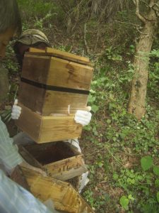 ニホンミツバチ重箱式巣箱