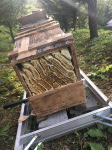 蜂蜜を採る