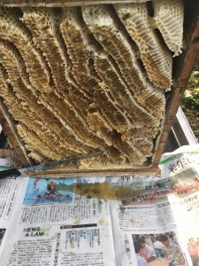 ニホンミツバチの重箱式巣箱
