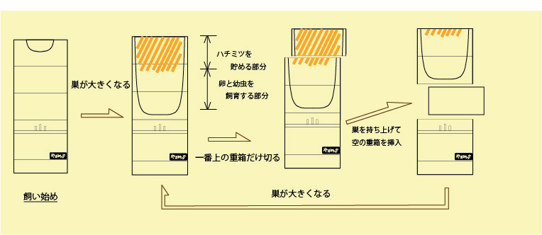 ニホンミツバチの重箱式巣箱製造販売 | やまみつや