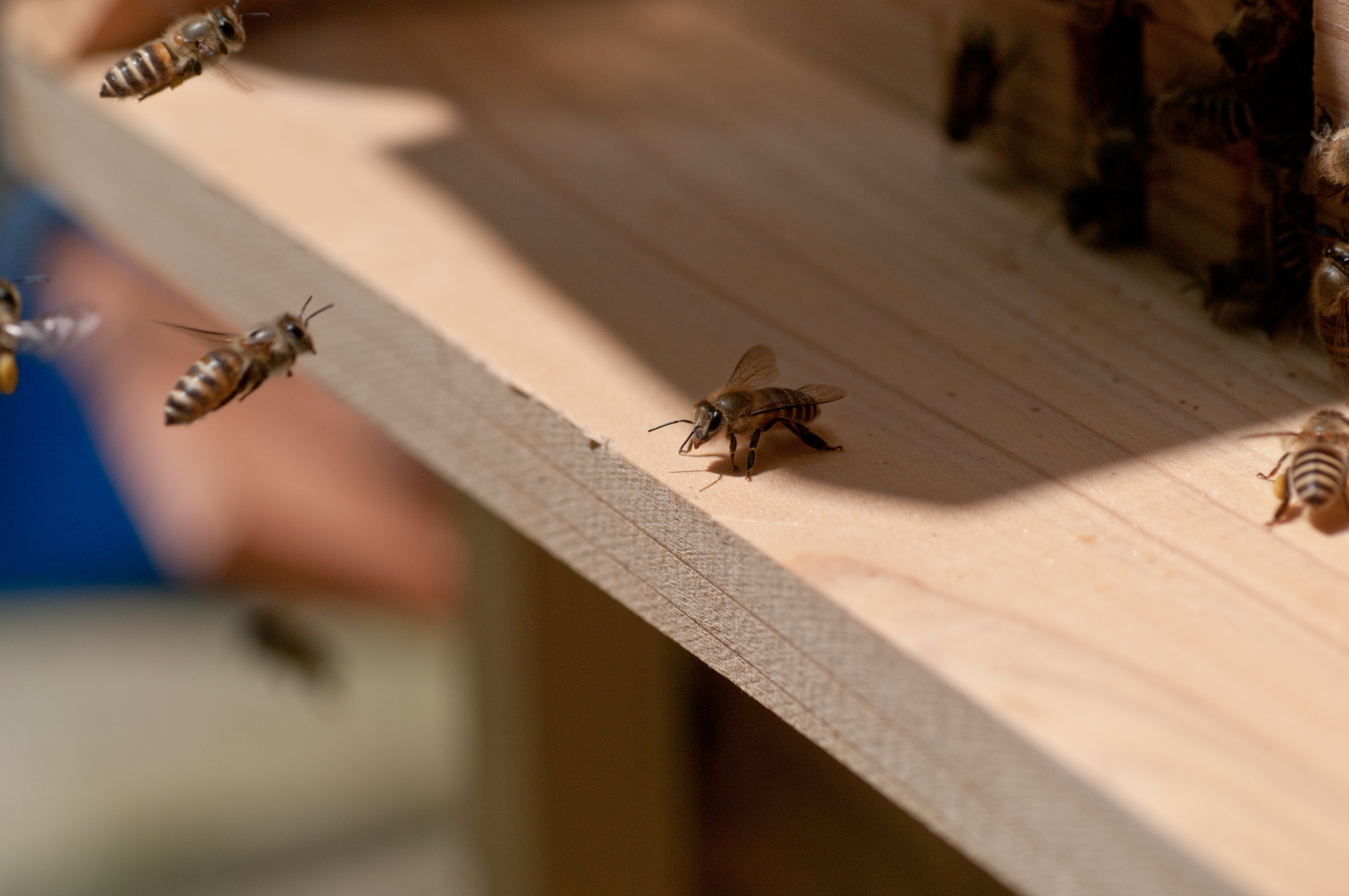 ニホンミツバチとセイヨウミツバチの違い やまみつや 日本ミツバチ巣箱販売