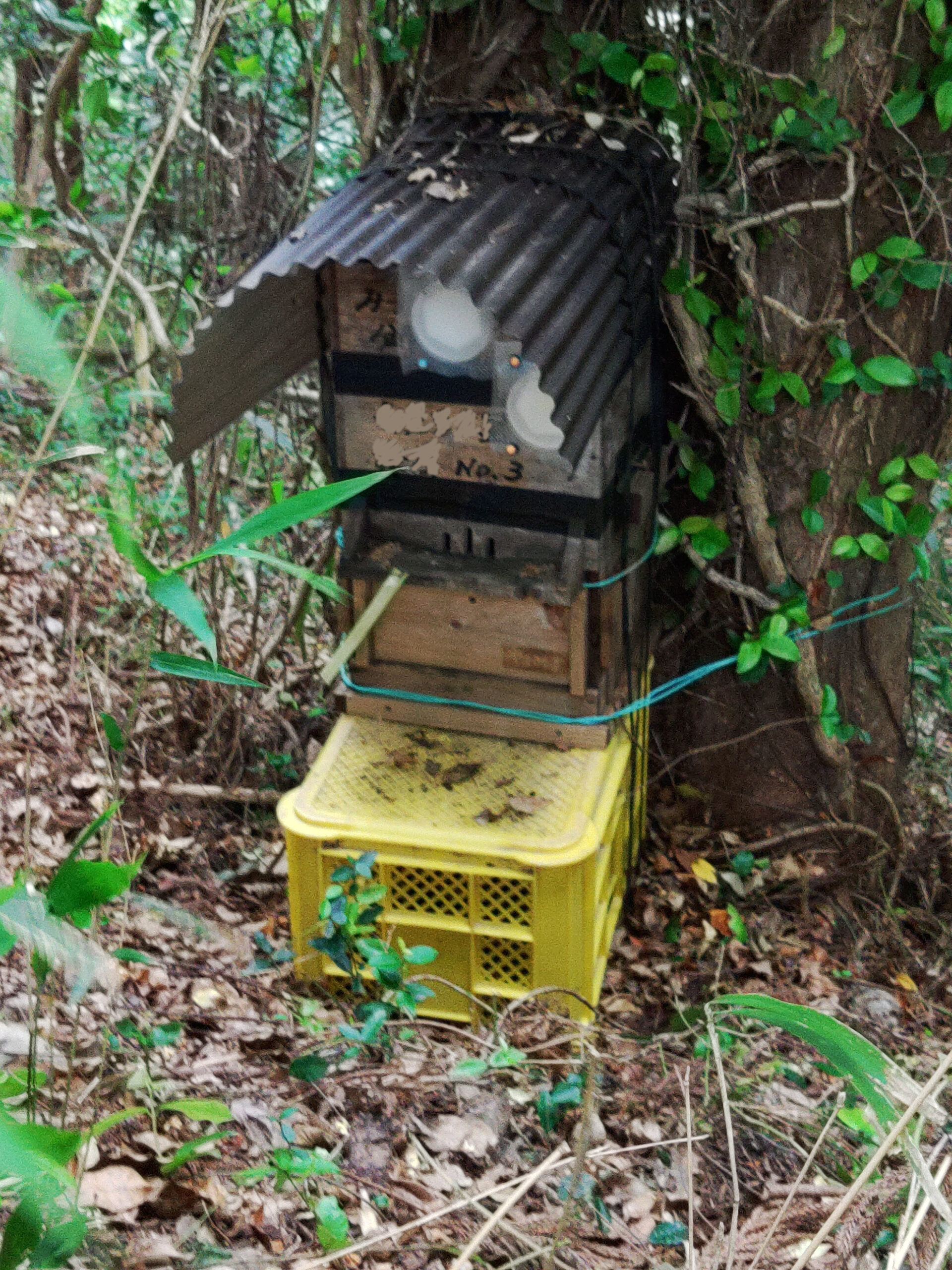 日本蜜蜂 日本みつばち 今春分蜂群 待ち受け巣箱に自然入居した群です 