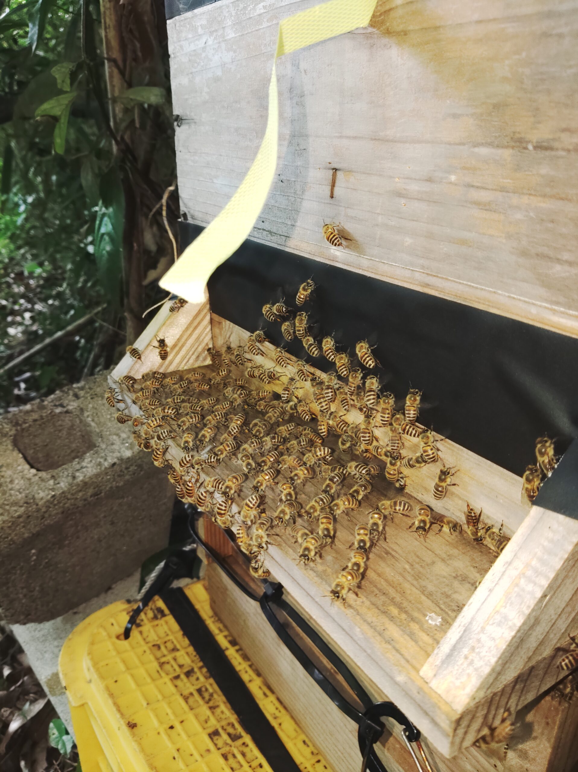 写真の最後実績載せてます】日本蜜蜂重箱式待ち箱(巣箱)3段+給餌